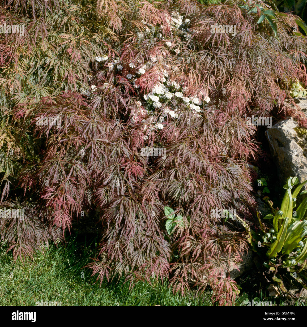 Acer palmatum - var. dissectum `Dissectum Nigrum'   TRS043781 Stock Photo